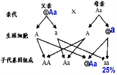 先天性聋哑是由隐性基因a控制的遗传病.一对表