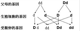 如图是生物兴趣小组对某家庭<em>头发</em>(卷发、直发