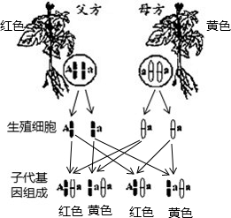 <em>圣女</em>果是从台湾地区引进的一种热带作物,又称