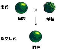 请据图回答: (1)豌豆的圆粒与皱粒是一对性状.