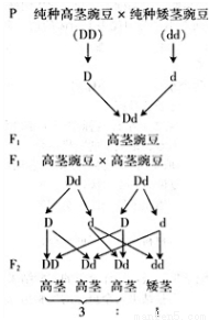 一株高茎豌豆(DD)和一株矮茎豌豆(dd)杂交,后