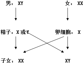 如图是生男生女的过程示意图,请回答:(1)男性体