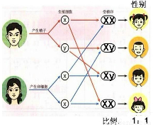世界男性人口数量_...多的国家(图为男性死亡人数).|图:柳叶刀-为何肝癌成了