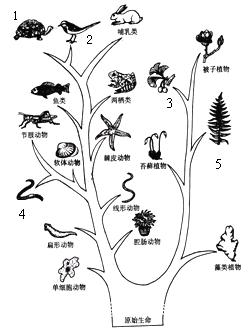 (4分)现代地球上生活的各种生物都是由古代的生物进化
