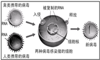 肺结核是由结核杆菌感染引起的一种传染病.上