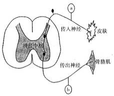 根据题干要求,回答下列问题。I、肾上腺素是临