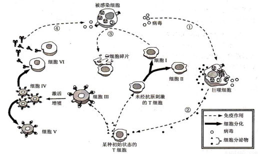 "下图表示人体细胞受到病毒攻击后发生的部分."习题详情