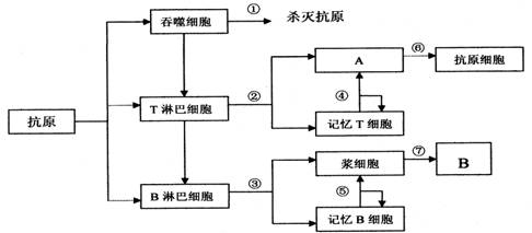 下列关于人体特异性免疫的说法,正确的是 A. 效