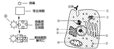 下列有关人体特异性免疫的说法中,正确的是_ 