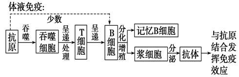 "习题详情  (1)  图是α-银环蛇毒进入机体引发体液免疫的示意图,具体