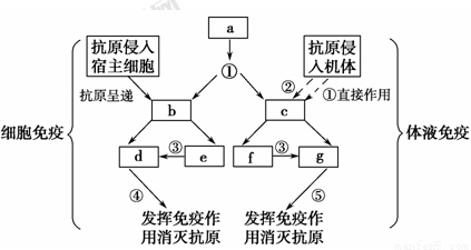 图是人体特异性免疫的过程示意图(图中序号表