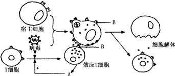 确的是_ A.人体对花粉或某些药物产生的过敏反