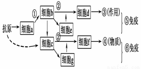 下图表示人体的特异性免疫过程,请据图判断下列说法正确的是C.HIV侵入人体对⑤⑥尤其是⑤有破坏作用D.细胞e→细胞d→③作用的过程发生在机体首次接触抗原时-乐乐课堂