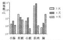 西哥、美国等地接连暴发甲型H1N1(猪流感)流