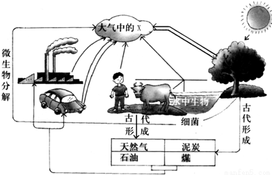 的玻璃瓶里分别充满CO2和空气,并编号为甲、