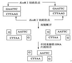 下列四种质粒含有El和E2两种限制酶的识别位