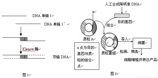 mtDNA是存在于人类细胞线粒体中双链闭合环