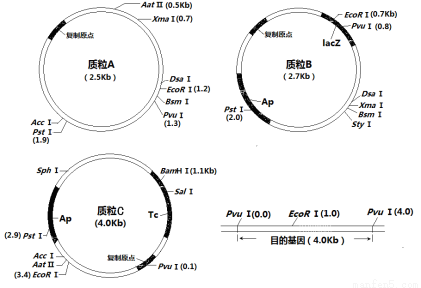 下图为三种质粒和一个含目的基因的片段的示意