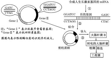 (10分)10.科学家将人的生长激素照片与基因杆女生好看的手大肠图片