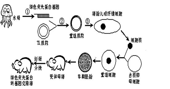 在培育转基因植物的研究中,卡那霉素抗性基因