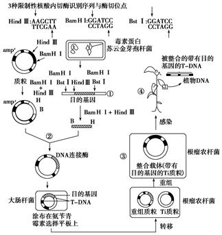 下图表示用显微注射法导入目的基因获得转基因