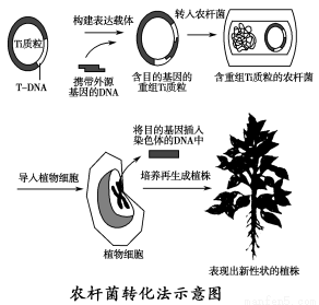 农杆菌转化法是将目的基因导入植物细胞采用最