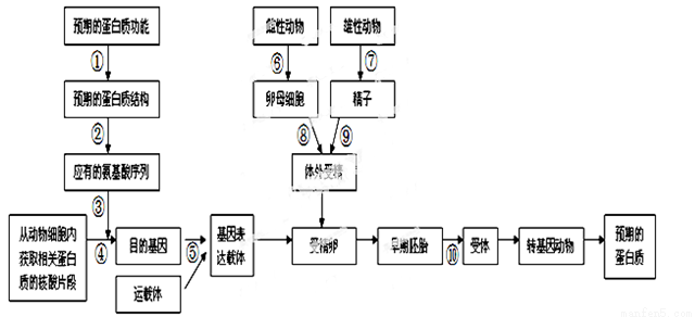 蓝莓提取物中的花青素不仅易于吸收,而且它们