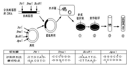 (10分)转基因抗病香蕉的培育过程如下图所示。