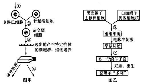 下面两幅图分别是单克隆抗体制备过程和克隆羊