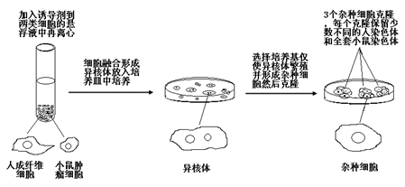 (6分)下图为单克隆抗体制备流程示意图.