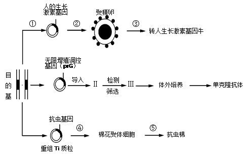 的单克隆抗体用于人体试验时易引起过敏反应,
