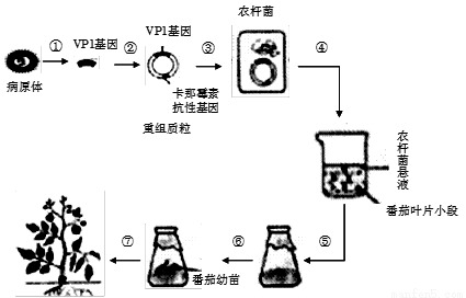 口蹄疫是由RNA病毒引起的一种偶蹄动物传染