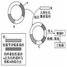 通过DNA重组技术使原有基因得以改造的动物
