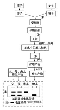 下图是利用现代生物工程技术治疗遗传性糖尿病