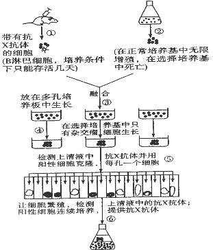 "下图是制备分泌抗x抗体的过程,根据图解回."习题详情
