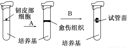 下列关于筛选的叙述中,不正确的是_ A.在诱变