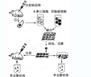研究表明,广泛存在于植物细胞中的原花青素有