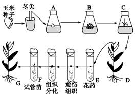 研究表明,广泛存在于植物细胞中的原花青素有