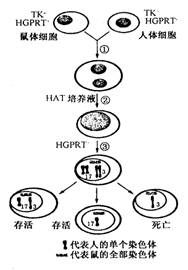 (1分)科学家从某些能无限增殖的细胞的细胞质