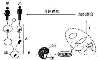 克隆羊多利的问世引起了许多人对治疗性克