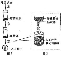 研究人员为了制备烟草(四倍体,4n=48)的叶片细