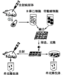1975年科学家首次利用B淋巴细胞杂交瘤技术制