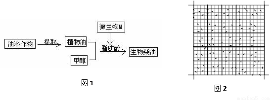 生物柴油是一种可再生的清洁能源,其应用在一