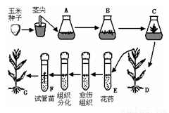 下图表示菊花嫩枝和月季花药的离体培养过程,
