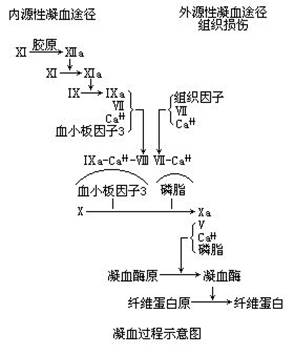 凝血过程需要多种要素参与,下列与凝血无关的是