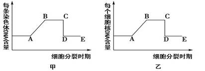 图甲表示果蝇卵原细胞中的一对同源染色体,图乙表示该