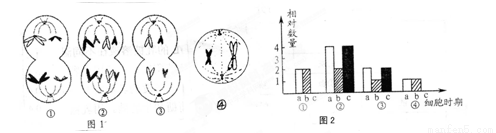 下图1是用光学显微镜观察马蛔虫(2n=4)某器官切片所绘制的四个细胞
