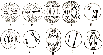 (20分)下图表示处于细胞分裂不同时期的细胞图