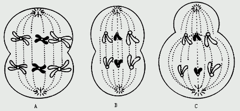 根据下图细胞分裂图回答下列问题