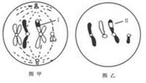 6条染色体。在减数第一次分裂形成四分体时,同